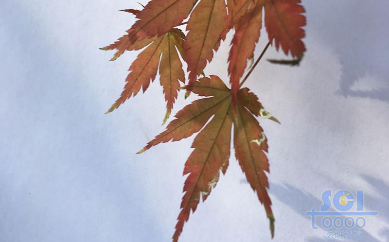 樹葉素材
