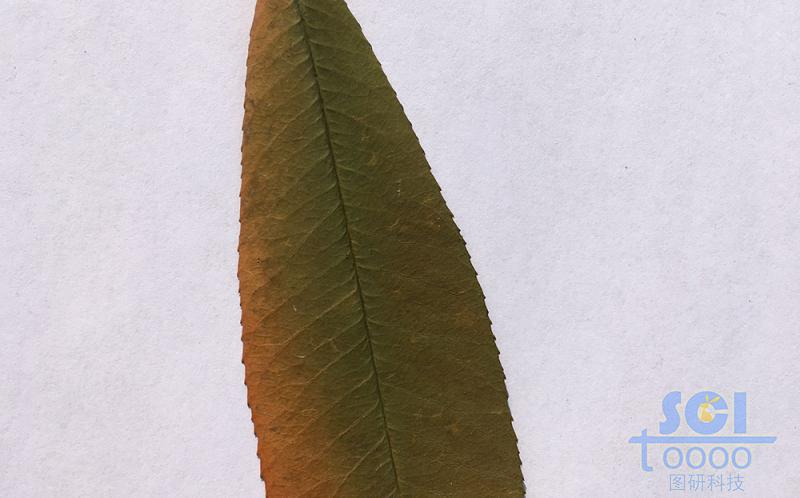 樹葉素材