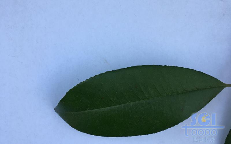 樹葉素材