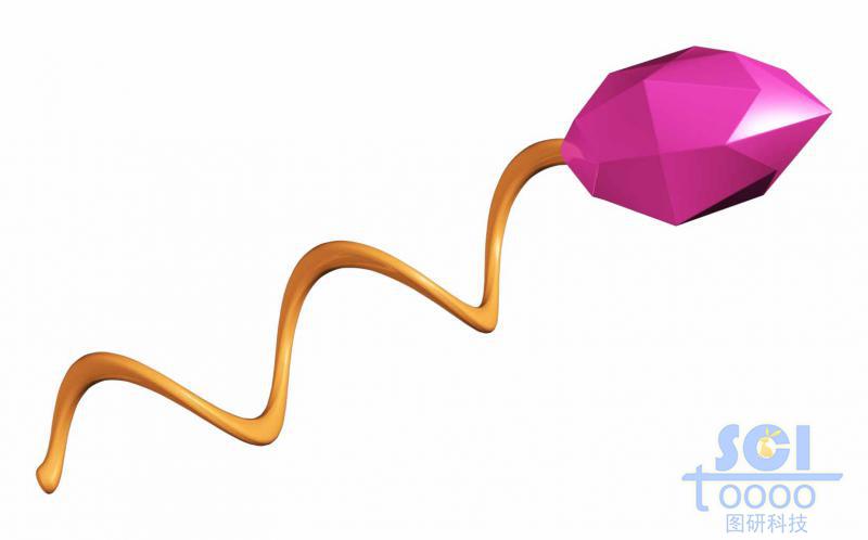 高分子鏈段與靶頭/分子模式圖/單體結(jié)構(gòu)