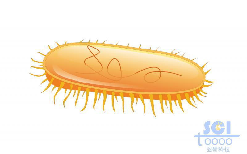 帶遺傳物質的大腸桿菌