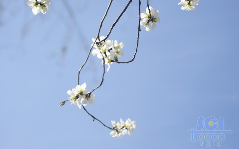 花素材