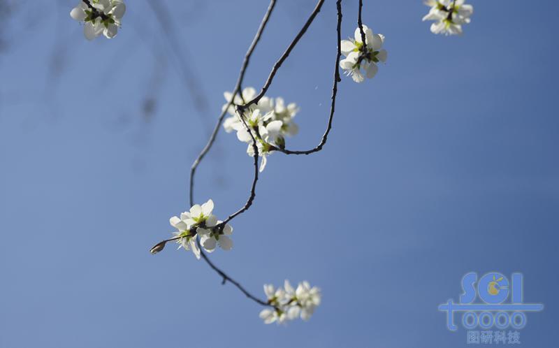 花素材