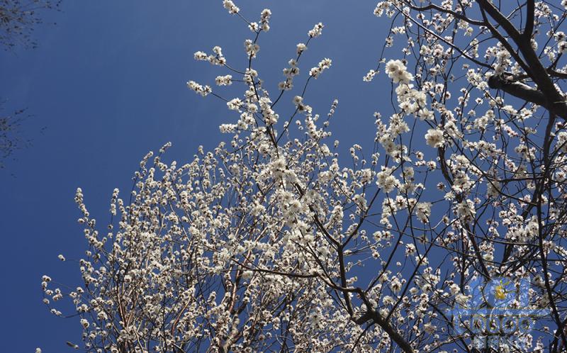 花素材