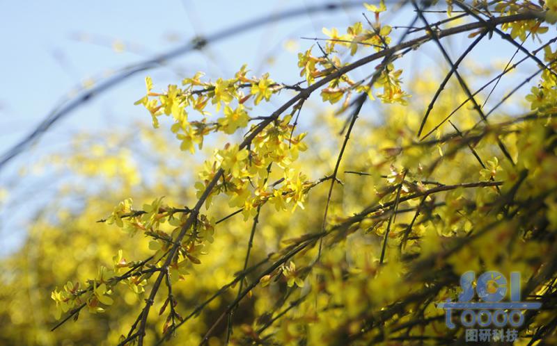 花素材