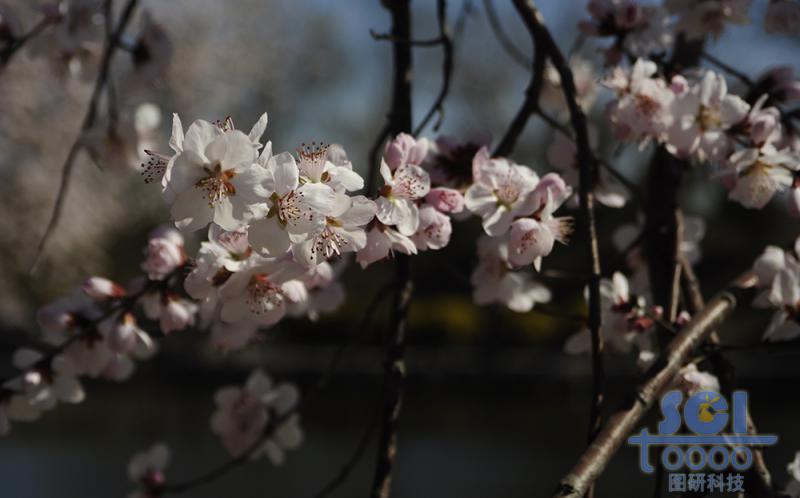 花素材