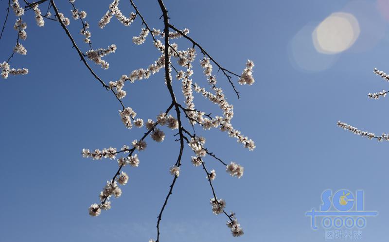 花素材