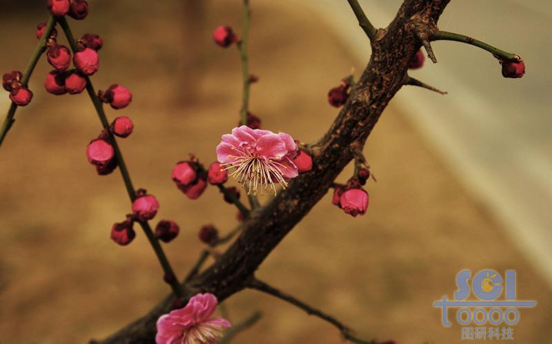 花素材