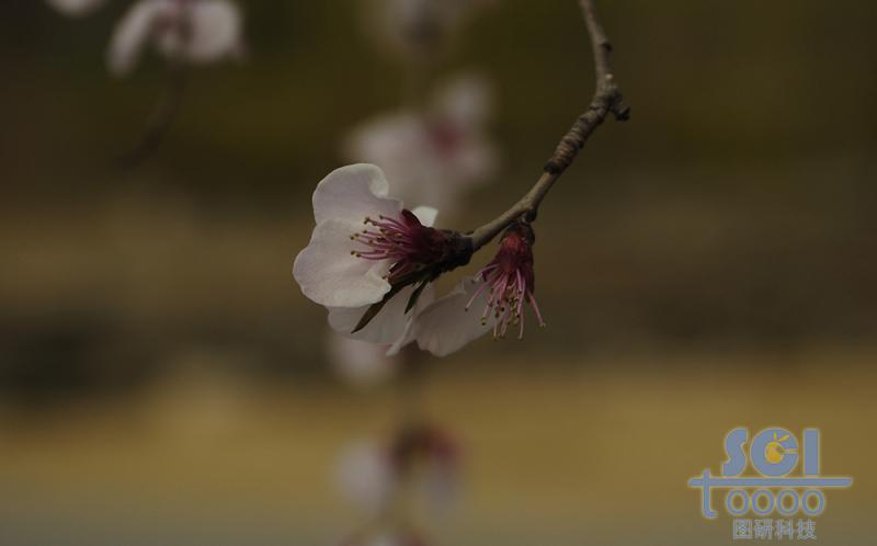 花素材