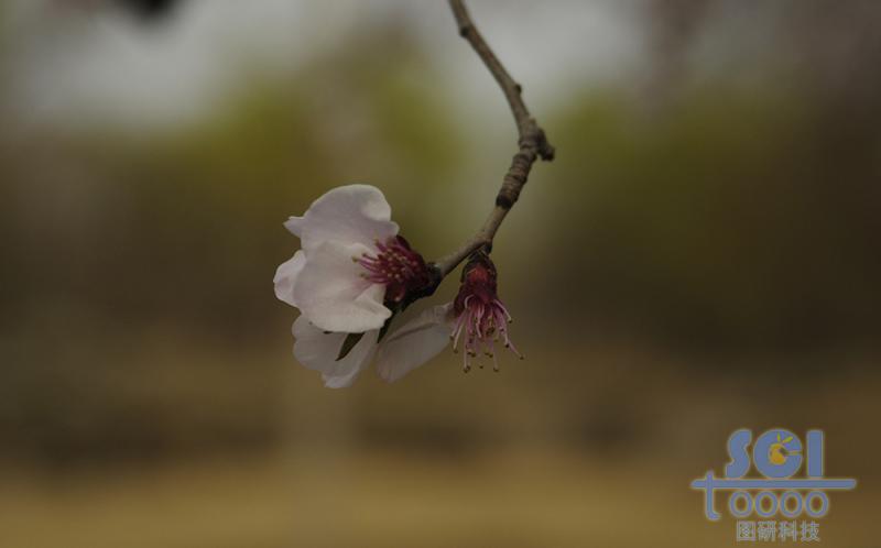 花素材