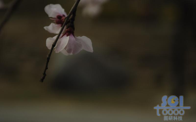 花素材