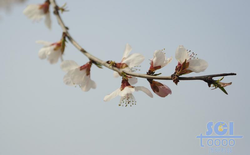 花素材