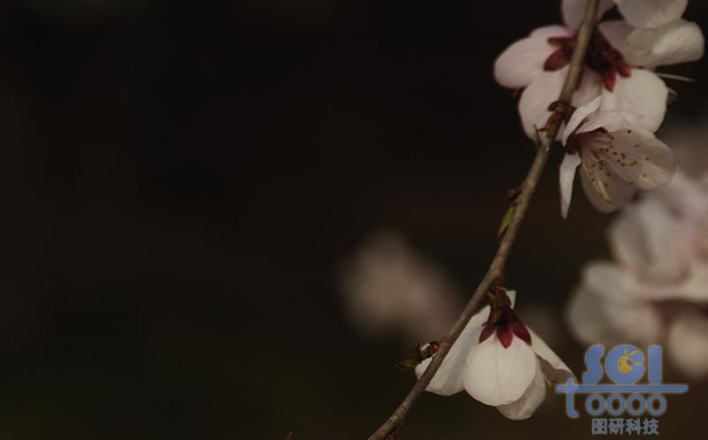 花素材