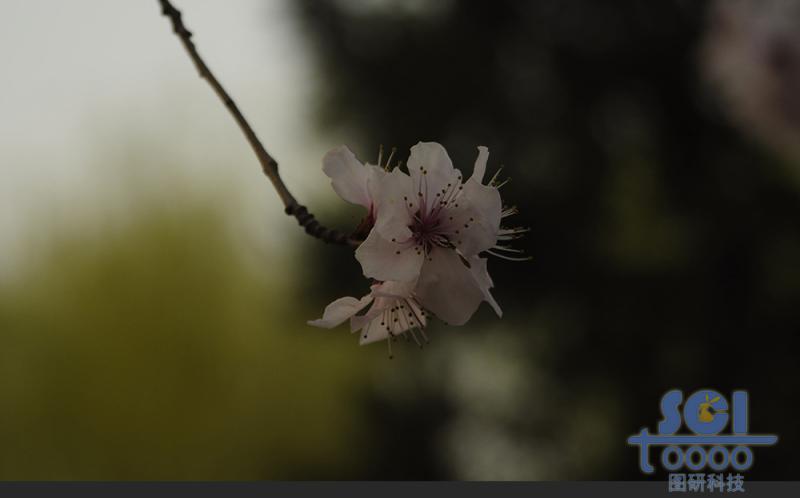 花素材