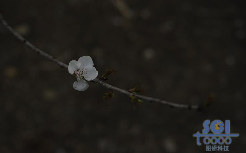 花素材