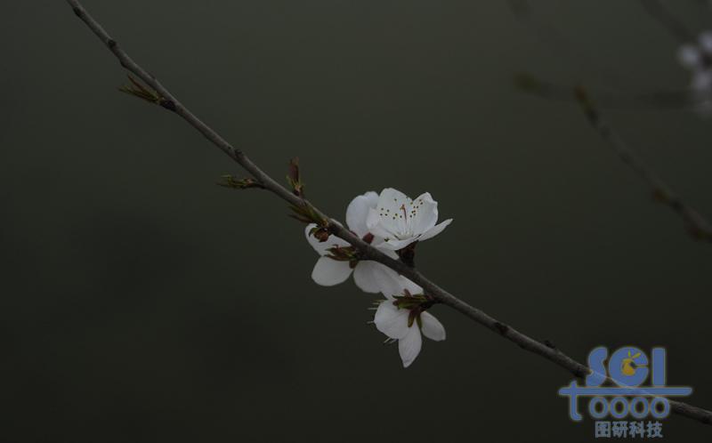 花素材