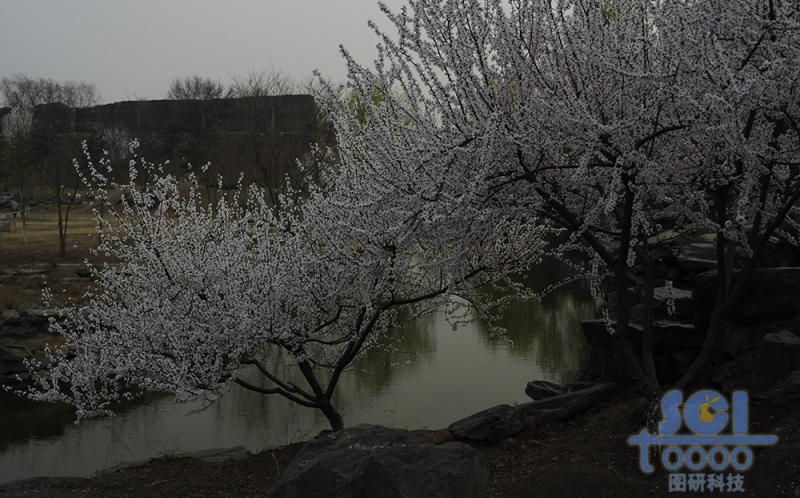 花素材