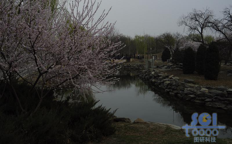 花素材