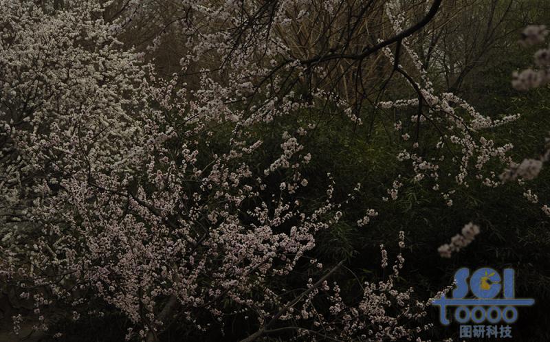 花素材