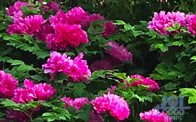 花素材