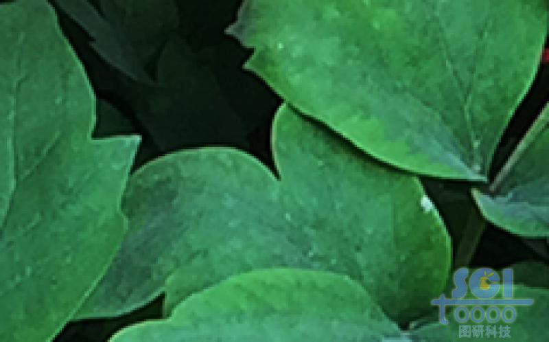 花素材
