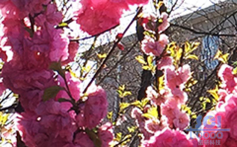 花素材