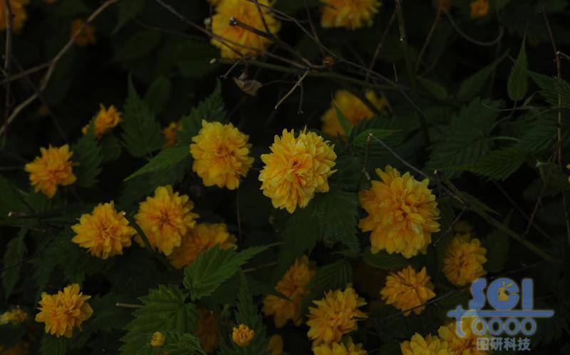 花素材