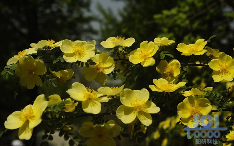 花素材