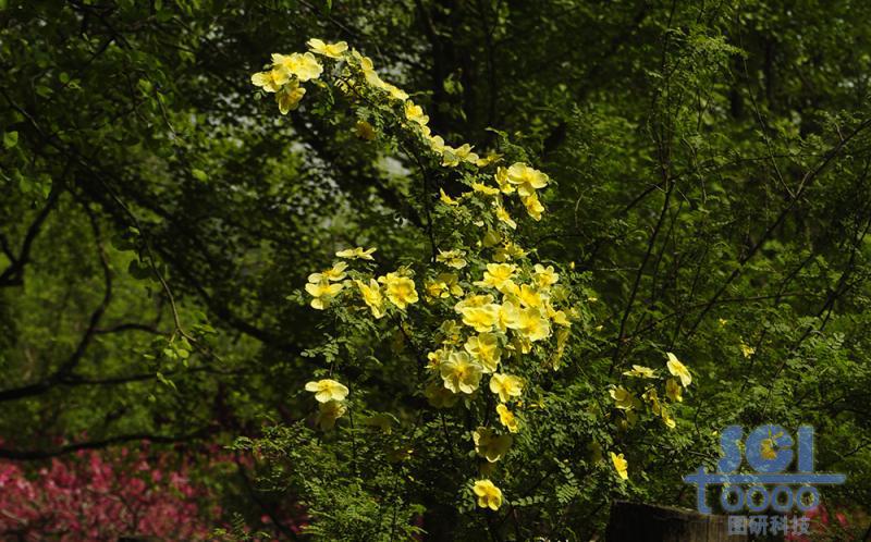 花素材