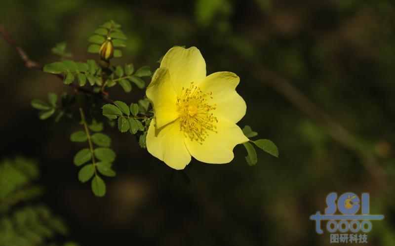 花素材