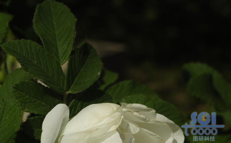花素材