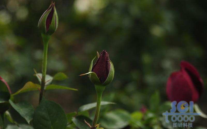 花素材