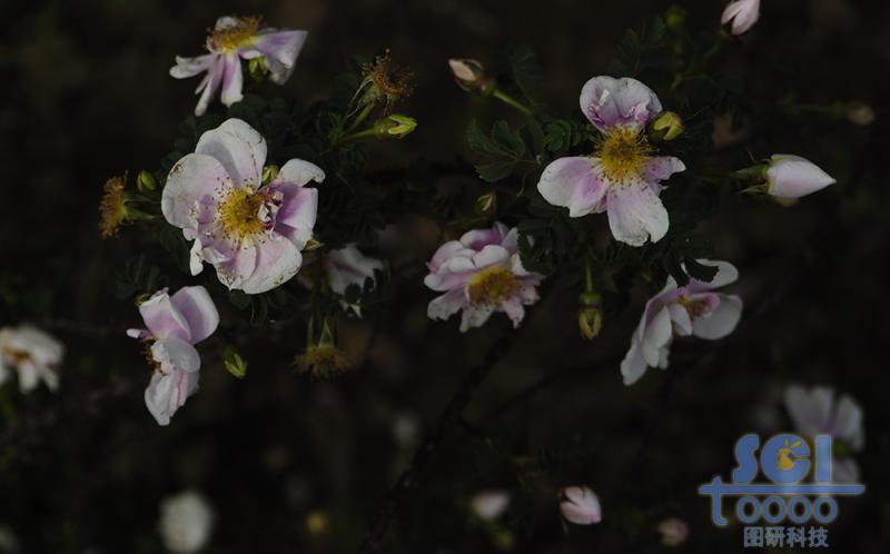 花素材