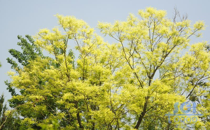 樹素材