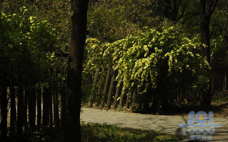 樹素材