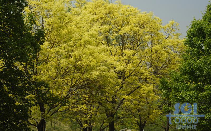 樹素材
