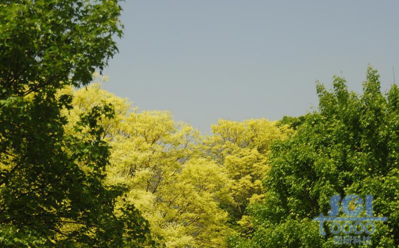 樹素材