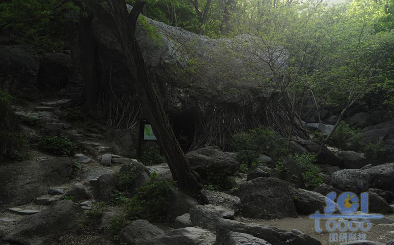 樹素材