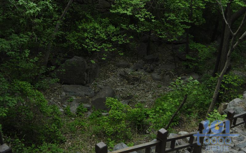 樹(shù)素材