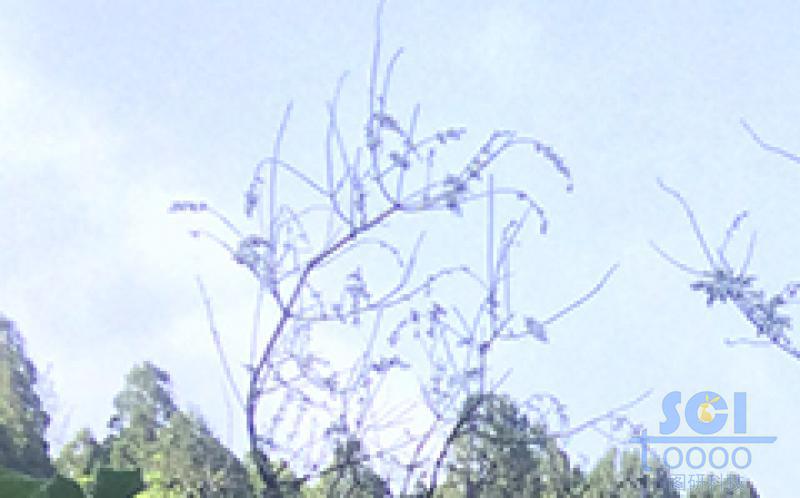 樹(shù)素材