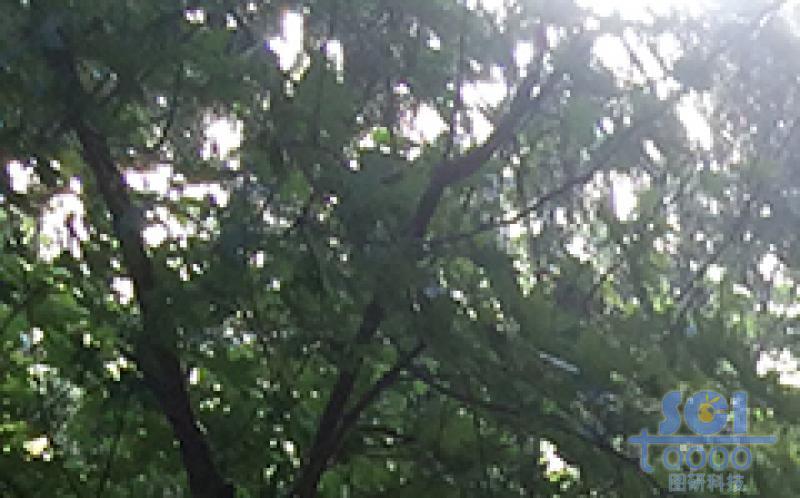 樹素材