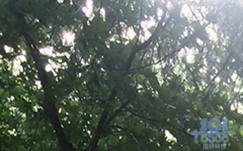 樹素材