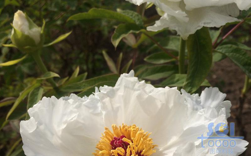 花素材