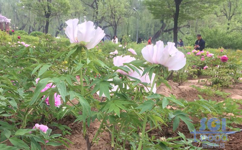 花素材