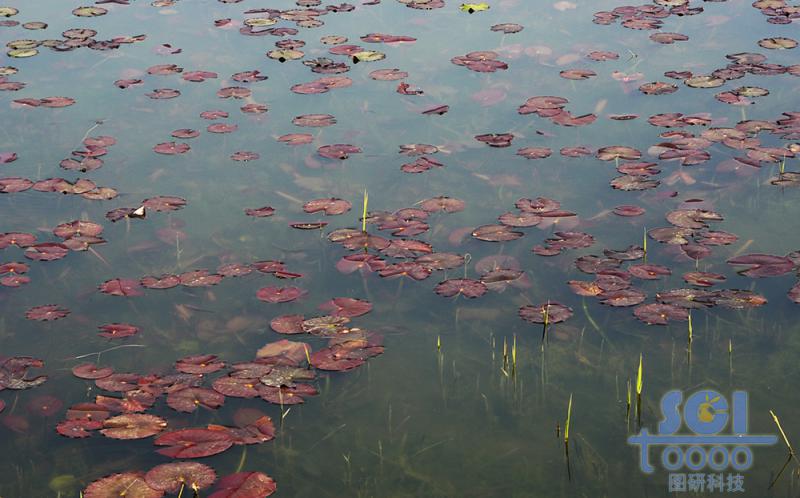 水素材