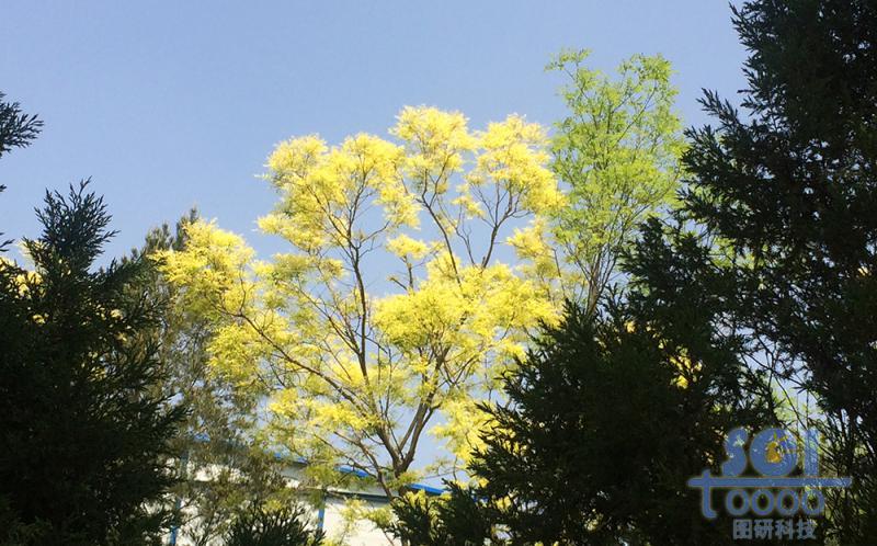 樹素材
