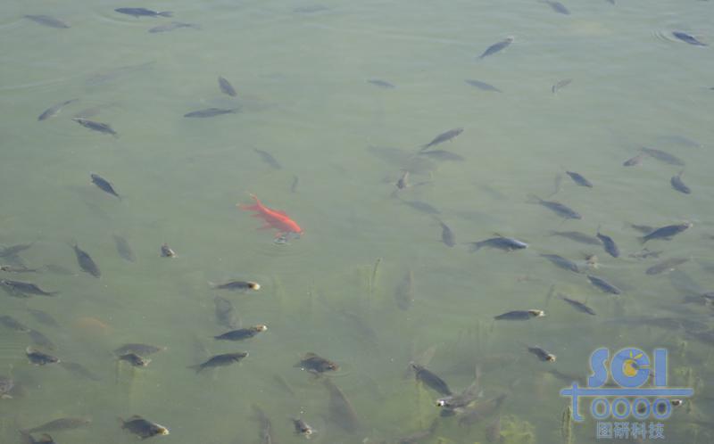水素材