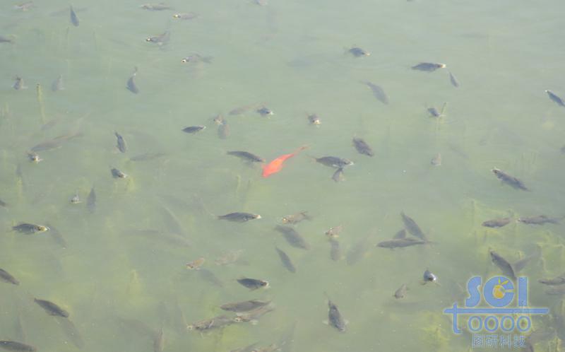 水素材