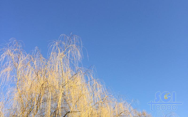 樹素材