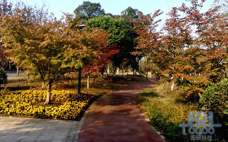 樹素材